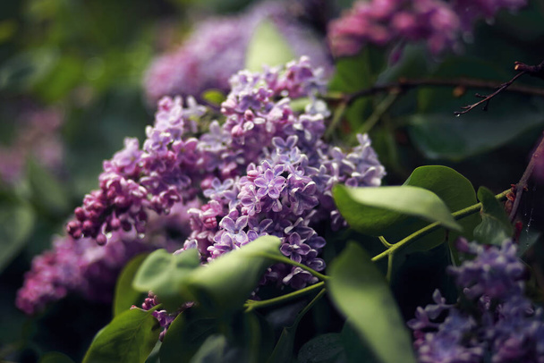 Lilac branch in bloom. Closeup, raindrops on flowers, blurred background. - Foto, Bild