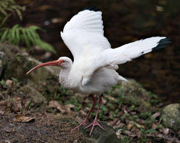 Белый Ibis птица крупным планом вид с размытым фоном с размытыми крыльями, оперение белых перьев, тело, голова, глаз, клюв, длинная шея, в своей среде и окрестностях. Птицы расправляют крылья
. - Фото, изображение