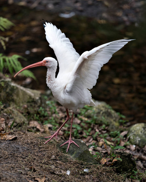 Białe Ibis ptaków zbliżenie profil widok z rozmytym tle wyświetlające rozłożone skrzydła, białe pióra upierzenie, ciało, głowa, oko, dziób, długa szyja, w jego otoczeniu i okolicach. Rozłożone skrzydła.  - Zdjęcie, obraz