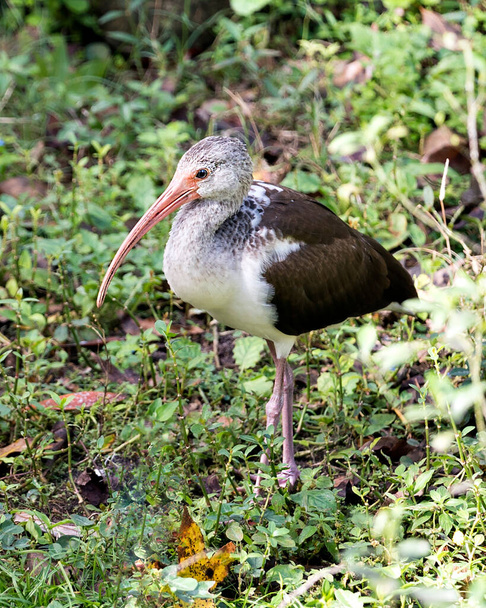 White Ibis juvenile bird close-up profile view standing in foliage background and foreground displaying  long beak, long bill,  white and tan feathers colors in the plumage, red legs in its environment and surrounding. - Photo, Image