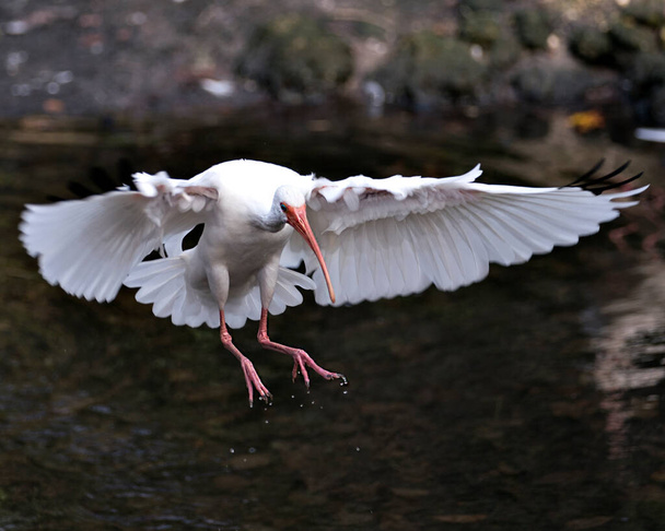 Vue de profil rapprochée de l'oiseau Ibis blanc atterrissant sur l'eau avec l'arrière-plan, affichant des ailes déployées, plumage de plumes blanches, corps, tête, œil, bec, long cou, dans son environnement et ses environs
. - Photo, image