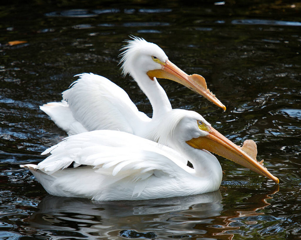 White Pelican birds close-up profile view in the water displaying beautiful white feathers, fluffy feathers, fluffy plumage on head, long beaks, eyes, with a water background in their environment and surrounding. Love birds. - Foto, imagen