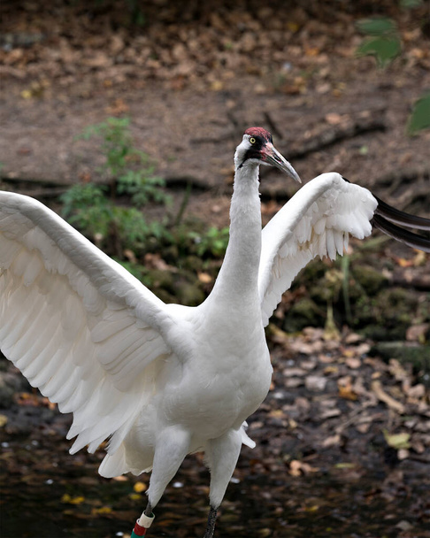 Whooping crane bird close-up profile view standing tall in the water with spread wings in its surrounding and environment. Endangered species. Endangered bird. Whopping Crane stock photos. Spread wings. - Zdjęcie, obraz