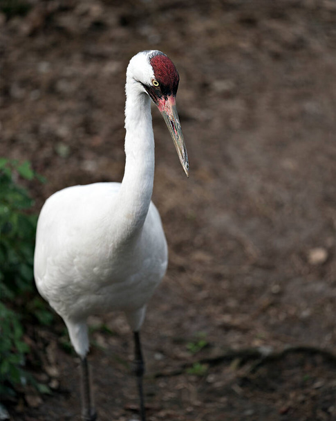 Whooping Crane image standing tall displaying white feathers plumage, red crown on its head, beak, eye with a blur background in its environment and surrounding.  Endangered species. Endangered bird. Whopping Crane stock photos. - Foto, immagini