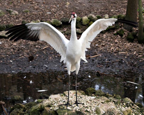 Whooping Crane image with its spread wings standing on a rock by the water in its environment and surrounding. Endangered species. Endangered bird. Whopping Crane stock photos. Spread wings. - Zdjęcie, obraz