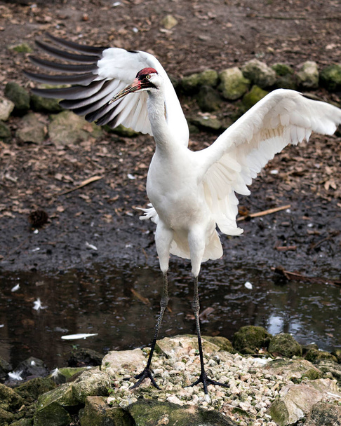 Whooping Crane image with its spread wings standing on a rock by the water in its environment and surrounding. Endangered species. Endangered bird. Whopping Crane stock photos. Spread wings. - Photo, image