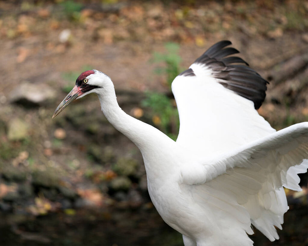Whopping Crane bird close-up profile view with spread wings with background exposing its red crown on its head, eye, beak in its surrounding and environment. Endangered species. Endangered bird. Bird Spread wings. Whopping crane stock photos. - Zdjęcie, obraz