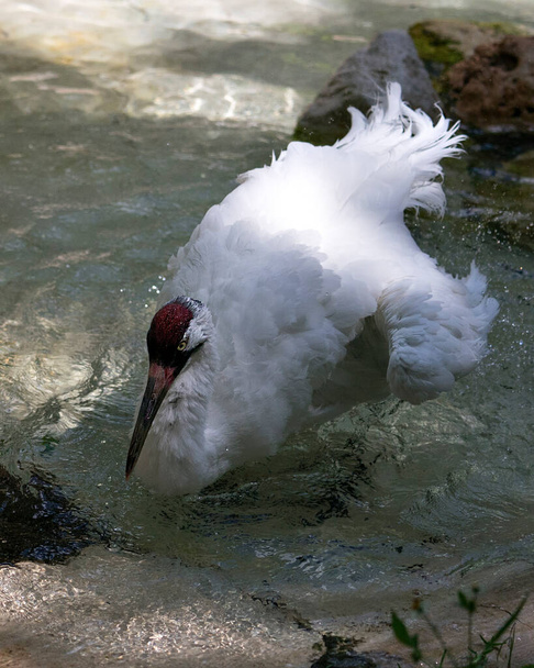 Προβολείς πουλιών γερανών κοκκύτη γκρο πλαν προβολή προφίλ λαμβάνοντας ένα μπάνιο στο νερό με απλωμένα φτερά εμφανίζοντας λευκό αφράτα φτερά του, κόκκινο στέμμα, ράμφος στο περιβάλλον και το περιβάλλον του. Απειλούμενα είδη. Απειλούμενο πουλί. - Φωτογραφία, εικόνα