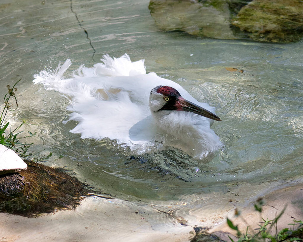Pájaro grullero de cerca vista de perfil tomando un baño en el agua con alas extendidas mostrando sus alas blancas esponjosas, corona roja, pico en su entorno. Especies en peligro. Pájaro en peligro. Baño de aves
. - Foto, Imagen