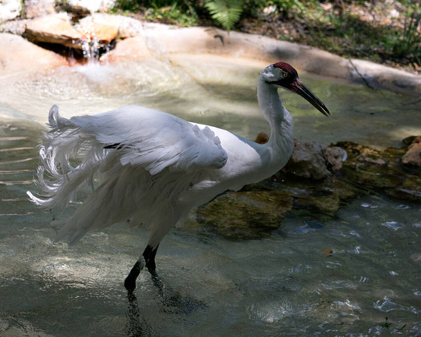 Hoch im Wasser stehend, mit flauschig ausgebreiteten Flügeln in seiner Umgebung und Umgebung, sieht man den Kranichvogel aus der Nähe. Gefährdete Vogelarten. - Foto, Bild