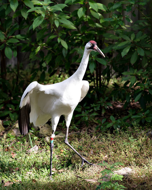 Whooping Crane bird close-up profile view standing tall with stretching wings and displaying its beautiful white feathers, plumage, beak, head, eye, feet in its environment with a foliage background. Bird spread wings. Endangered species. - Foto, Imagem
