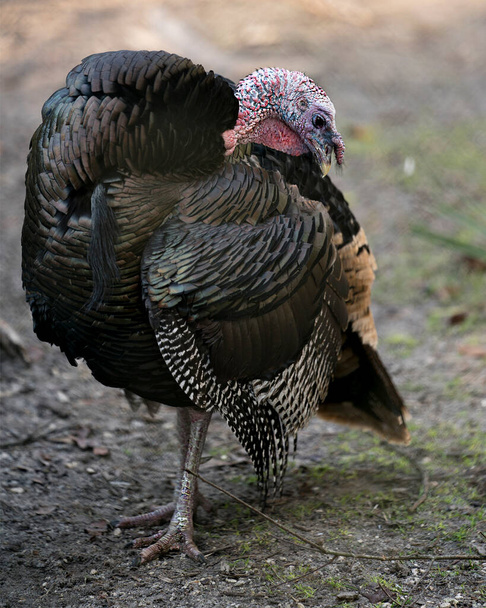 Wild turkey close-up profile view in its environment and surrounding exposing its body,  fan out tail feathers, head, beak, legs ,tail, plumage with a foliage background. - Photo, Image