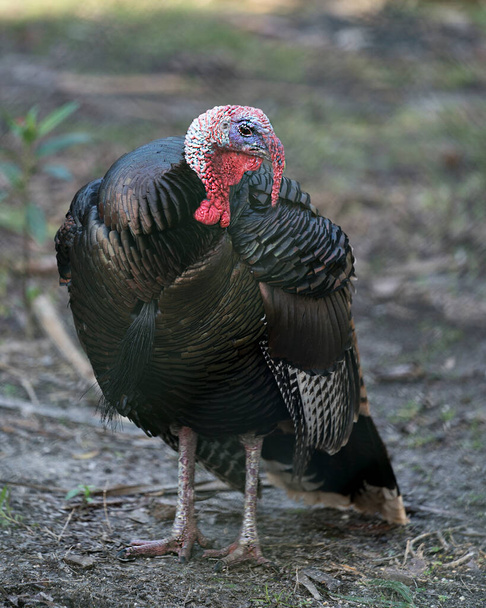 Wild turkey bird close-up profile view in the field with foliage displaying feathers, body, head, beak, feet, tail in its environment and surrounding - Foto, afbeelding
