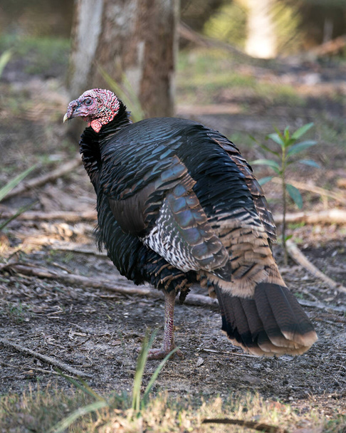 Wild turkey bird close-up profile view in the field with foliage displaying feathers, body, head, beak, feet, tail in its environment and surrounding - Foto, afbeelding