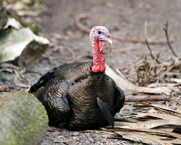 Wild turkey bird close-up profile view resting on ground with bokeh background displaying its nice plumage, red, green, copper, bronze and gold feathers, colored feathers,  featherless blue head, fan-shaped tail,  wattles on the throat, legs, eye in  - Photo, image