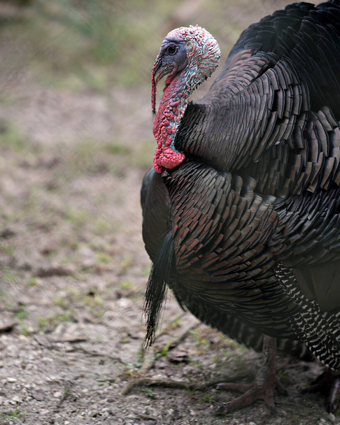 Wild turkey  enjoying its environment and surrounding exposing its body, head, beak, legs ,tail, plumage. - Photo, Image