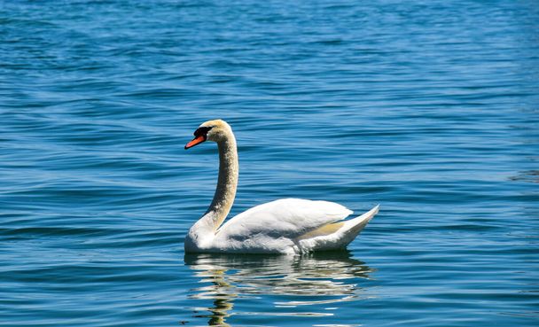 A mute swan swimming on a lake. - Photo, Image
