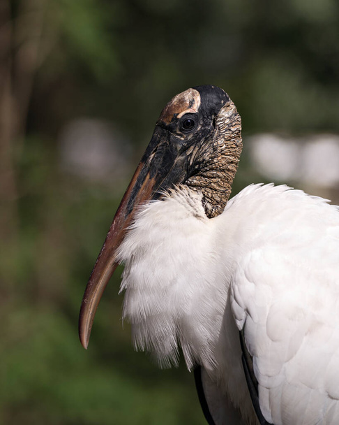 Wood stork bird head close-up profile view with a blur background displaying  head, eye, beak, long neck, white and black plumage in its environment and surrounding. - Photo, image