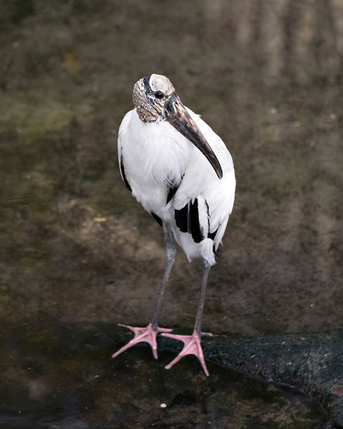 Wood stork bird head close-up profile view with a blur background displaying  head, eye, beak, long neck, white and black plumage in its environment and surrounding. - Foto, immagini