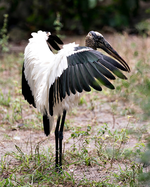 Wood stork bird head close-up profile view with a blur background displaying  head, eye, beak, long neck, white and black plumage in its environment and surrounding. Spread wings. - Photo, image