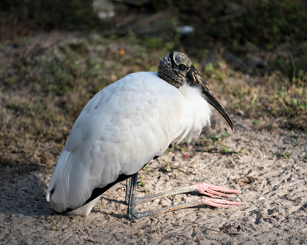 Wood Stork bird close up resting on the ground displaying its body, head, beak, eye, plumage, black and white color with a background of foliage and sand in its environment and surrounding. - Photo, image