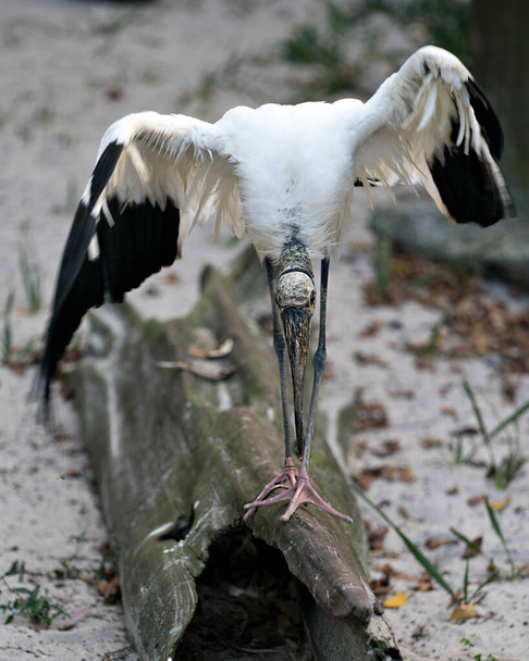 Ξύλο Stork πουλί κλείστε εξαπλωθεί φτερά σκαρφαλωμένο σε ένα κορμό boying χαιρετισμό και εμφανίζει το σώμα, το κεφάλι, ράμφος, μάτι, φτέρωμα, μαύρο και άσπρο χρώμα φτερά με bokeh φόντο φύλλωμα στο περιβάλλον του και το περιβάλλον. - Φωτογραφία, εικόνα