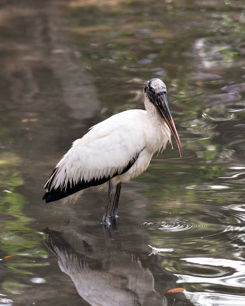 Wood Stork bird close up displaying its body, head, beak,eye, plumage, black and white color with a nice bokeh background of foliage in its environment and surrounding. - Foto, Bild