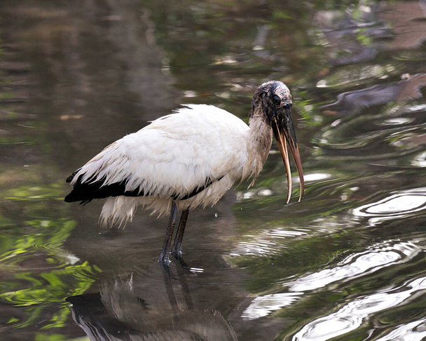 Wood Stork bird close up displaying its body, head, beak,eye, plumage, black and white color with a nice bokeh background of foliage in its environment and surrounding. - Foto, Imagen