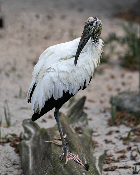 Wood Stork bird close-up profile view perched on a log with bokeh background displaying its body, head, beak,eye, plumage, black and white color in its environment and surrounding. - Foto, Imagem
