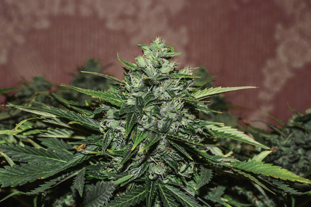 Cannabis Close Up Μακρο μαριχουάνα. Τριχωτός οφθαλμός, υβρίδιο - Φωτογραφία, εικόνα