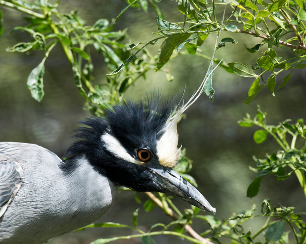 Yellow-crowned Night-Heron bird head close-up  profile view blur background. - Photo, image