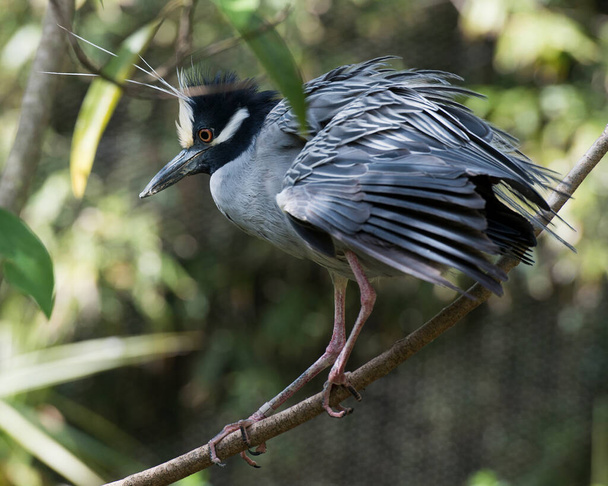 Yellow-crowned Night-Heron bird  close-up  profile view perched on a tree branch with blur background. - Φωτογραφία, εικόνα