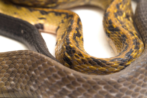 Coelognathus flavolineatus, чёрная медная крыса-змея или жёлтая полосатая змея, является разновидностью колубрийской змеи, найденной в Юго-Восточной Азии. изолированные на белом фоне
 - Фото, изображение