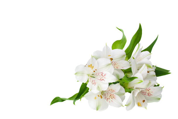 White alstroemeria flowers corner on white background isolated close up, lily flowers bunch for decorative border, holiday poster, design element for banner, lilies floral pattern for greeting card - Photo, Image