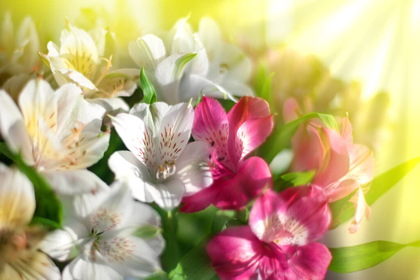 Flores de lírio rosa e branco em raios de sol borrados fundo close-up, arranjo de flores foco suave na manhã brilhante luz solar dourada, belas férias artística ensolarado imagem floral, design romântico amor
 - Foto, Imagem