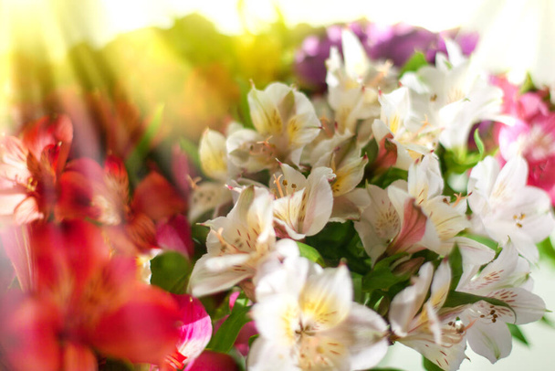 Κόκκινα και λευκά λουλούδια κρίνο σε θολή κίτρινο ακτίνες του ήλιου φόντο κοντά, απαλή ρύθμιση λουλουδιών εστίαση σε φωτεινό πρωινό χρυσό φως ηλιοφάνεια, όμορφες διακοπές καλλιτεχνική ηλιόλουστη floral εικόνα μακροεντολή - Φωτογραφία, εικόνα