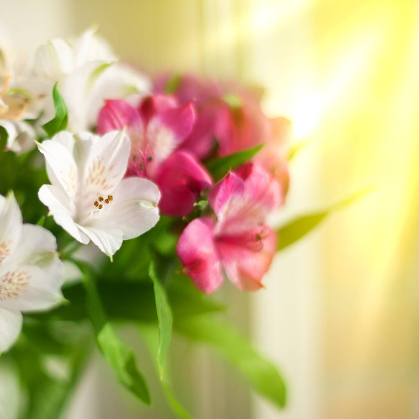 Pink and white lily flowers on blurred sun rays background close up, soft focus flower arrangement in bright morning golden sunshine light, beautiful holiday artistic sunny floral image, copy space - Photo, Image