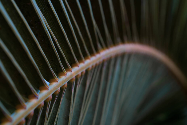 Макрос на текстурі пальмового листя
 - Фото, зображення