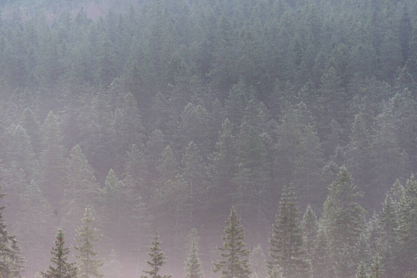 Maisema metsäinen vuoren rinne matala makaa pilvi ikivihreä havupuut, verhottu mist.Tatra kansallispuisto. Puolassa. Eurooppa. - Valokuva, kuva