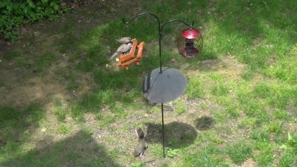 A vista superior de um alimentador de pássaros bem sucedido equipado com defletor de esquilo
 - Filmagem, Vídeo