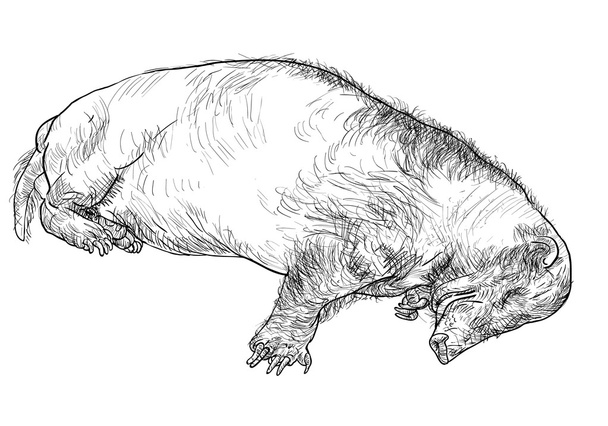 Hog badger - Vector, afbeelding