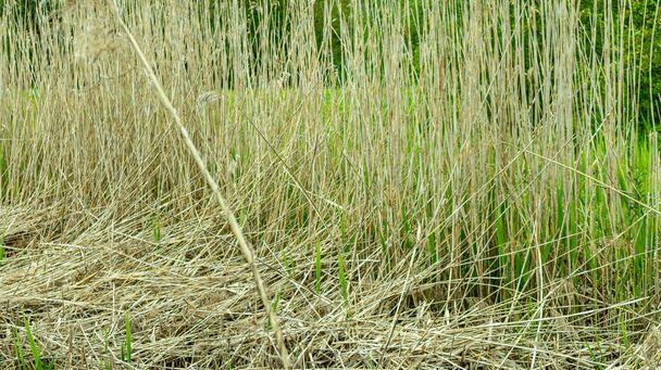 thin twigs of dried tall grass, backgrounds, textures - Photo, Image