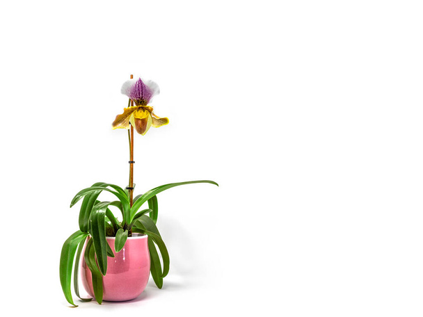De prachtige bloem van Paphiopedilum orchidee, vaak de Venusmuiltje genoemd. Macro foto van een bloem geïsoleerd op witte achtergrond. Hele plant in een roze pot. - Foto, afbeelding