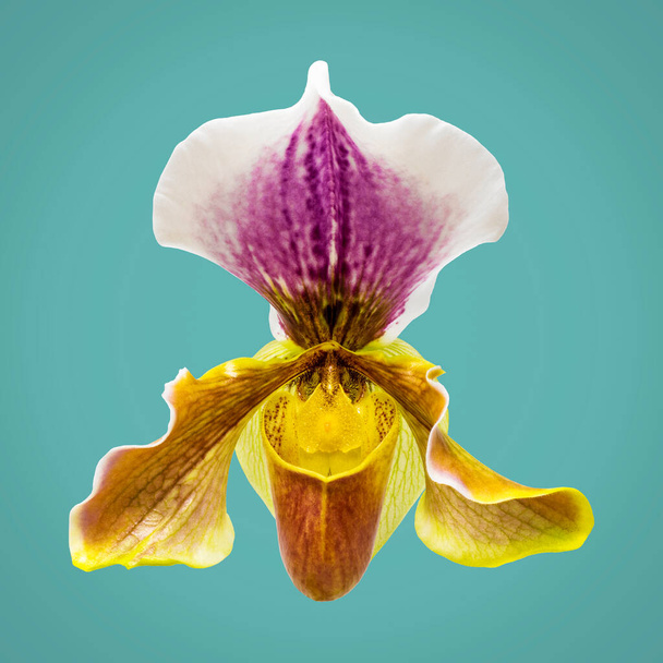 The beautiful flower of Paphiopedilum orchid, often called the Venus slipper. Macro photograph of a flower detail, isolated on blue background. Magnification, enlargement, blow-up, close up. - Photo, Image