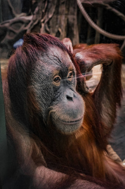 A big monkey is sitting and looking. Wild animal in captivity. - Фото, изображение