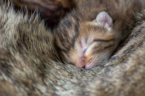 Yeni doğmuş, sevimli kediler emziriyorlar, oynuyorlar ve anne kedilerinin kürkünde uyuyorlar. - Fotoğraf, Görsel