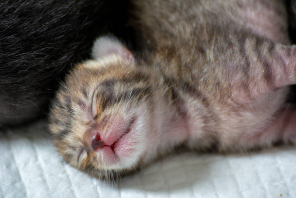 Newborn, adorable kittens suckling, playing and sleeping in their mother cat's fur - Photo, Image
