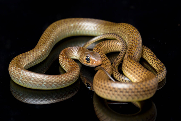 Ptyas korros, közismert nevén a kínai patkánykígyó vagy indo-kínai patkánykígyó, egy faj kolubid kígyó endémiás Délkelet-Ázsiában elszigetelt fekete alapon - Fotó, kép