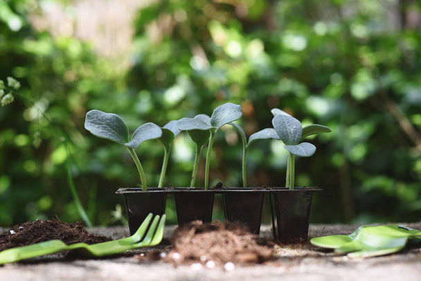 Beautiful pumpkin sprouts with garden tool. Concept, therapeutic activity. - Valokuva, kuva