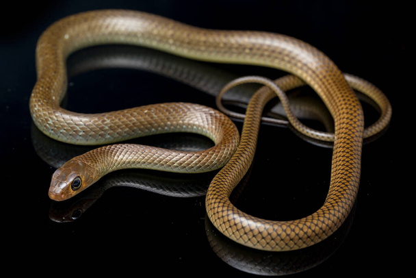 Ptyas korros, commonly known as the Chinese ratsnake or Indo-Chinese rat snake, is a species of colubrid snake endemic to Southeast Asia isolated on black background - Photo, Image